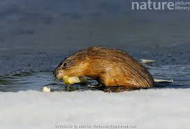 Attēlu rezultāti vaicājumam “Ondatra zibethicus”