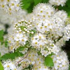 Attēlu rezultāti vaicājumam “Filipendula ulmaria  flower”