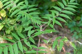 Attēlu rezultāti vaicājumam “Rhus typhina leaf”