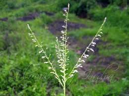 Attēlu rezultāti vaicājumam “Cribraria languescens stalked”