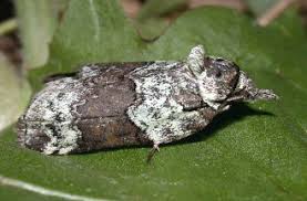 Attēlu rezultāti vaicājumam “Nycteola degenerana”