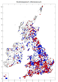 Attēlu rezultāti vaicājumam “Scoliciosporum chlorococcum”