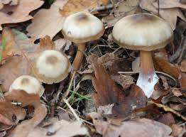 Attēlu rezultāti vaicājumam “Collybia tuberosa”