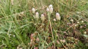 Attēlu rezultāti vaicājumam “Trifolium arvense”