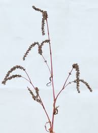 Attēlu rezultāti vaicājumam “Persicaria lapathifolia”