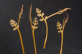 Attēlu rezultāti vaicājumam “Botrychium matricariifolium”