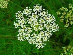 Attēlu rezultāti vaicājumam “Cnidium dubium”