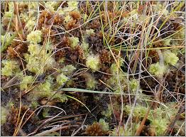 Attēlu rezultāti vaicājumam “Sphagnum cuspidatum”