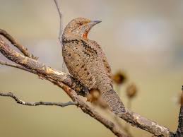 Attēlu rezultāti vaicājumam “Jynx torquilla adult”