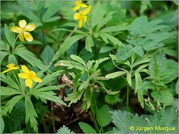Attēlu rezultāti vaicājumam “Ochropsora ariae”