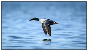 Attēlu rezultāti vaicājumam “Anas clypeata male”