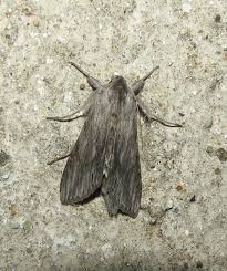 Attēlu rezultāti vaicājumam “Cucullia lucifuga”