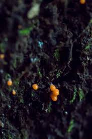 Attēlu rezultāti vaicājumam “Hemitrichia calyculata”