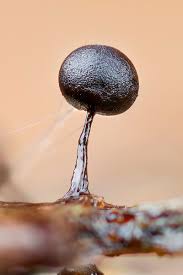 Attēlu rezultāti vaicājumam “Lamproderma arcyrioides stalked”