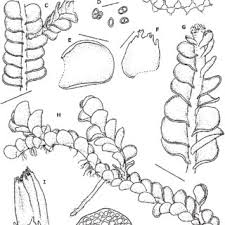 Attēlu rezultāti vaicājumam “Odontoschisma denudatum”