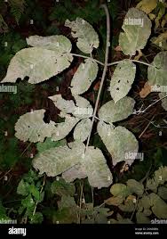 Attēlu rezultāti vaicājumam “Chaerophyllum aromaticum leaf”