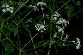 Image result for Chaerophyllum aureum
