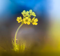 Image result for Himmelschlüssel