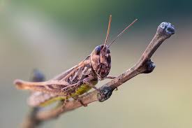 Attēlu rezultāti vaicājumam “Chortippus sp.”