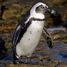 Image result for Spheniscus demersus