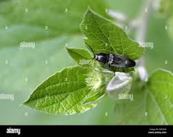 Attēlu rezultāti vaicājumam “Athous sp.”