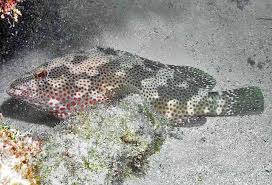 Image result for Epinephelus adscensionis