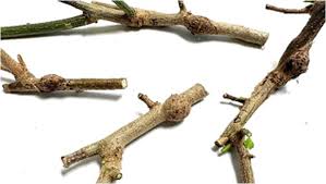 Attēlu rezultāti vaicājumam “Trichia scabra sessile”