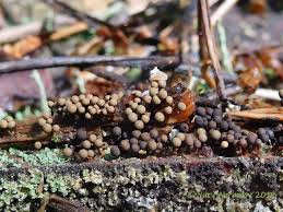 Attēlu rezultāti vaicājumam “Cribraria macrocarpa”