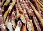 The Beef With Processed Foods « Standing Out in the Field