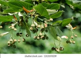 Attēlu rezultāti vaicājumam “Tilia platyphyllos Laciniata fruit”