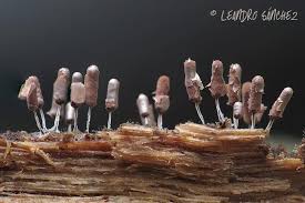 Attēlu rezultāti vaicājumam “Stemonitopsis typhina stalked”