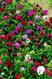 Image result for Dianthus barbatus