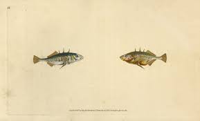 Attēlu rezultāti vaicājumam “Gasterosteus aculeatus”