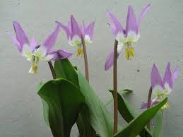 Attēlu rezultāti vaicājumam “Erythronium sibiricum”