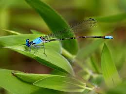 Attēlu rezultāti vaicājumam “Dianema nivale macro”