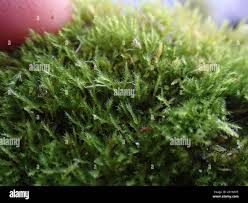 Attēlu rezultāti vaicājumam “Herzogiella seligeri”