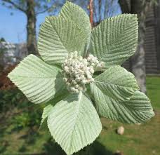 Attēlu rezultāti vaicājumam “Sorbus aria”