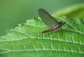 Attēlu rezultāti vaicājumam “Siphlonurus”