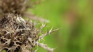 Attēlu rezultāti vaicājumam “Larinus sp.”