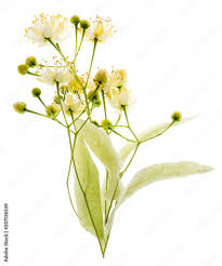 Attēlu rezultāti vaicājumam “Tilia cordata flower”