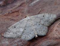 Attēlu rezultāti vaicājumam “Idaea biselata”
