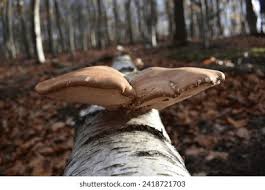 Attēlu rezultāti vaicājumam “Piptoporus betulinus”