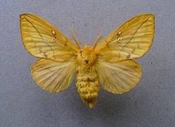 Attēlu rezultāti vaicājumam “Euthrix potatoria imago”