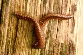 Attēlu rezultāti vaicājumam “Craspedosoma rawlinsi”