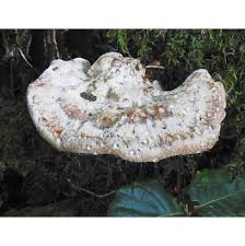 Attēlu rezultāti vaicājumam “Postia guttulata”