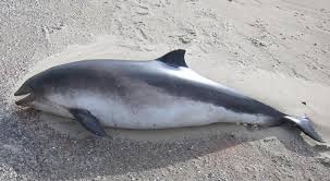 Image result for Phocoena phocoena