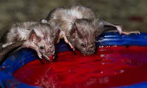 Image result for Vampire Batters