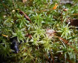 Attēlu rezultāti vaicājumam “Atrichum flavisetum”