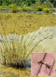 Attēlu rezultāti vaicājumam “Rhynchospora alba fruit”