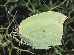 Attēlu rezultāti vaicājumam “Gonepteryx rhamni male”